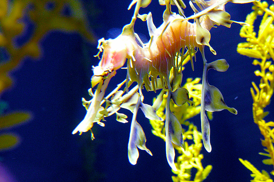 open eyedeas photography georgia aquarium dragon seahorse
